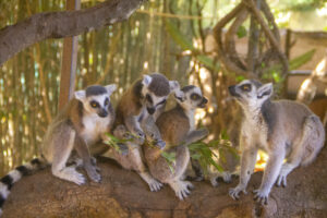 Lemures comiendo