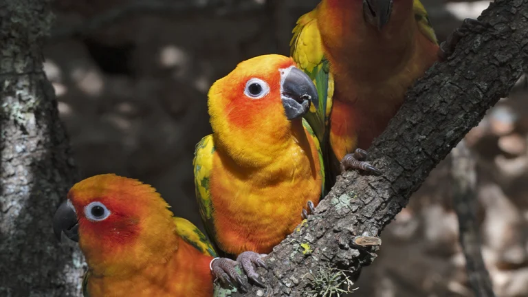arantigas en mallorca